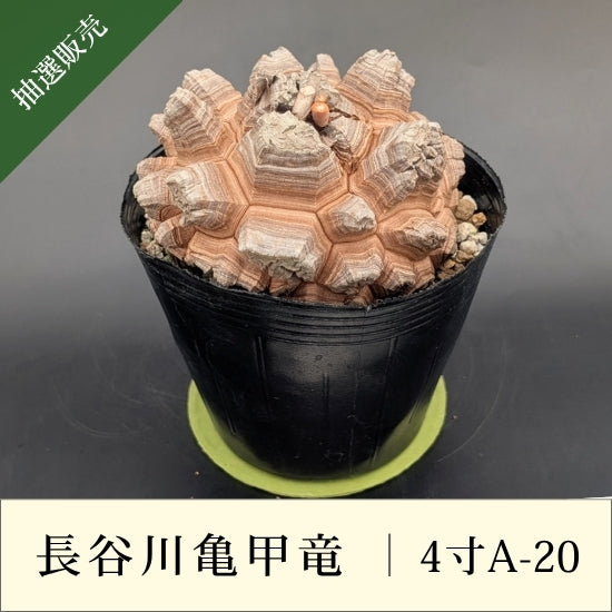 亀甲竜 4寸 品番：4寸A-20