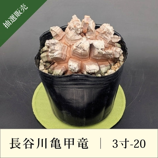 亀甲竜 3寸 品番：3寸-20