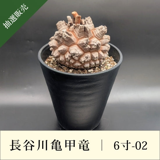 亀甲竜 6寸 品番：6寸-02