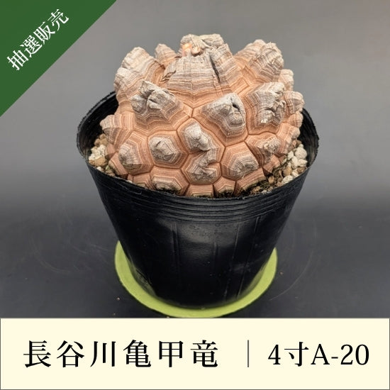 亀甲竜 4寸 品番：4寸A-20
