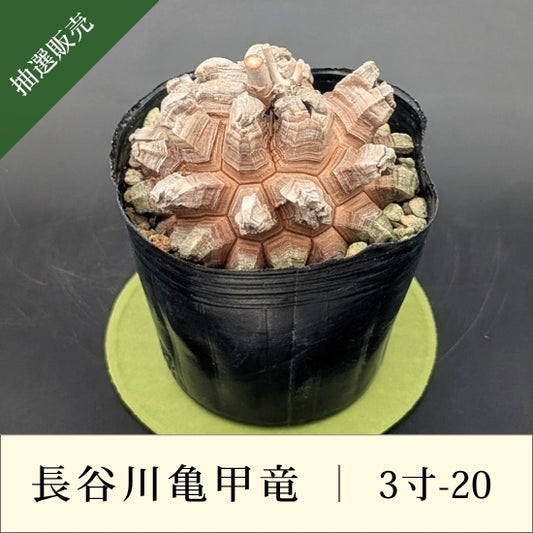 亀甲竜 3寸 品番：3寸-20