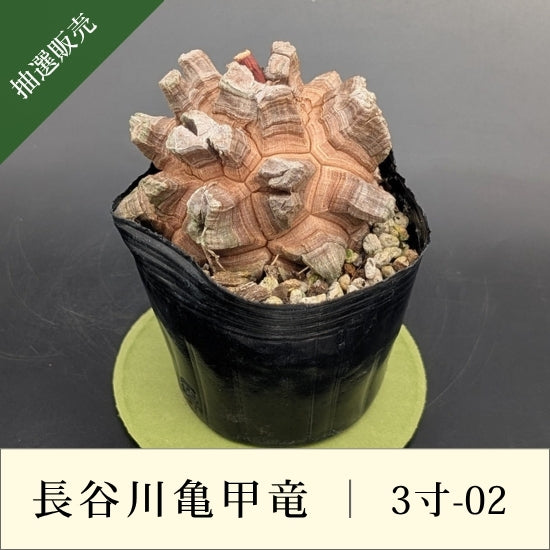 亀甲竜 3寸 品番：3寸-02