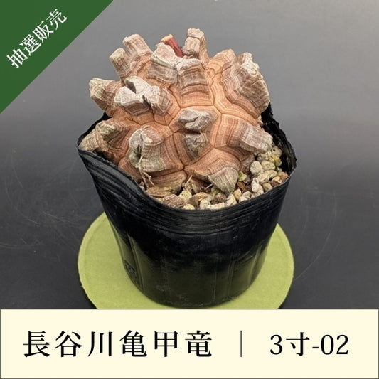 亀甲竜 3寸 品番：3寸-02