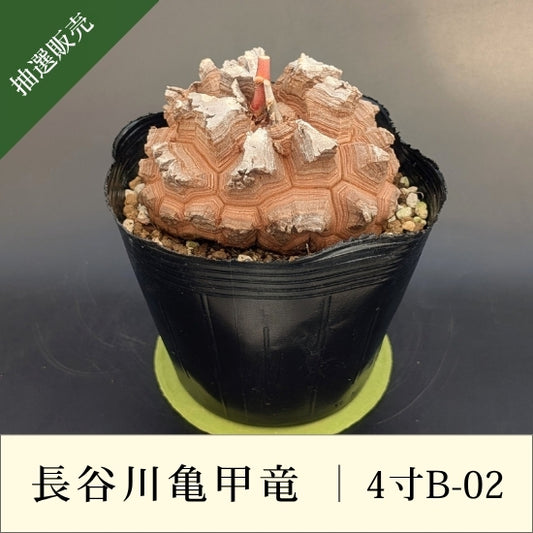 亀甲竜 4寸 品番：4寸B-02