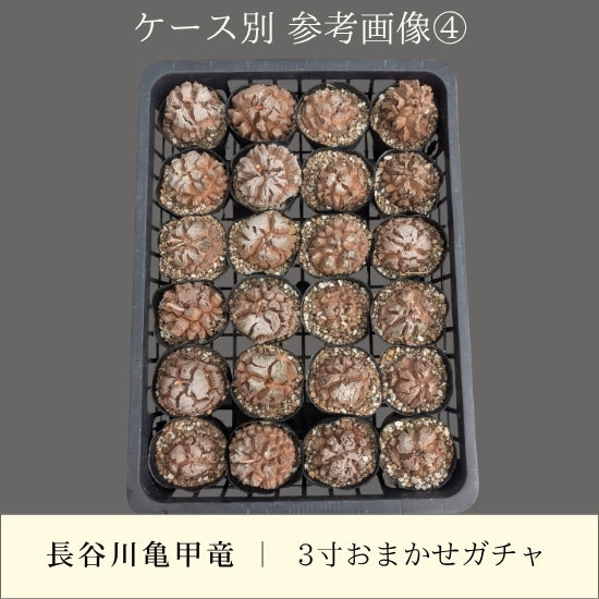 亀甲竜 3寸 おまかせガチャ 1鉢