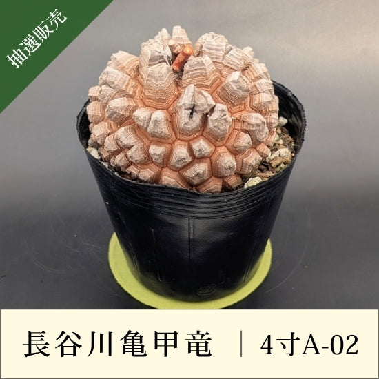 亀甲竜 4寸 品番：4寸A-02