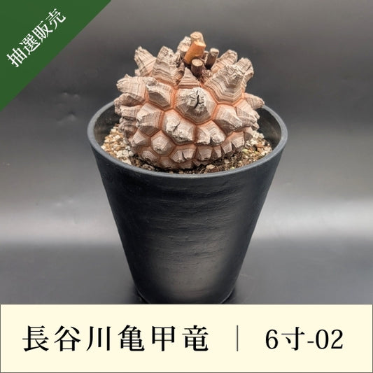 亀甲竜 6寸 品番：6寸-02