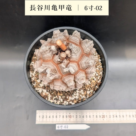 長谷川亀甲竜　6寸鉢 亀甲竜 6寸 品番：6寸-02 – はせがわナーセリー