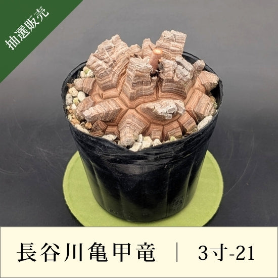 亀甲竜 3寸 品番：3寸-21