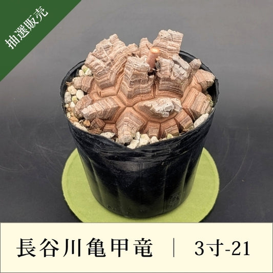 亀甲竜 3寸 品番：3寸-21