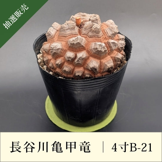 亀甲竜 4寸 品番：4寸B-21