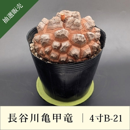 亀甲竜 4寸 品番：4寸B-21