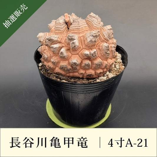 亀甲竜 4寸 品番：4寸A-21