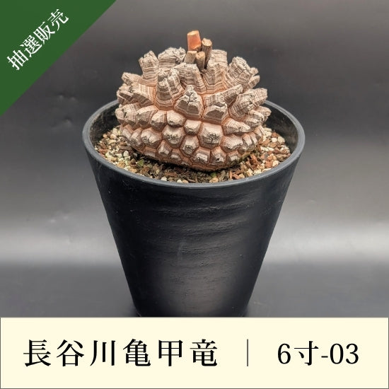 亀甲竜 6寸 品番：6寸-03