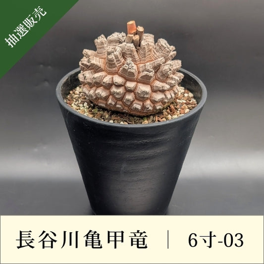 亀甲竜 6寸 品番：6寸-03