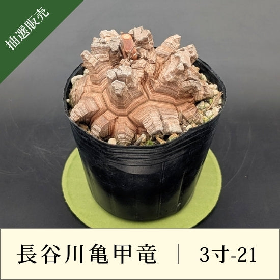 亀甲竜 3寸 品番：3寸-21
