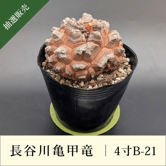 亀甲竜 4寸 品番：4寸B-21