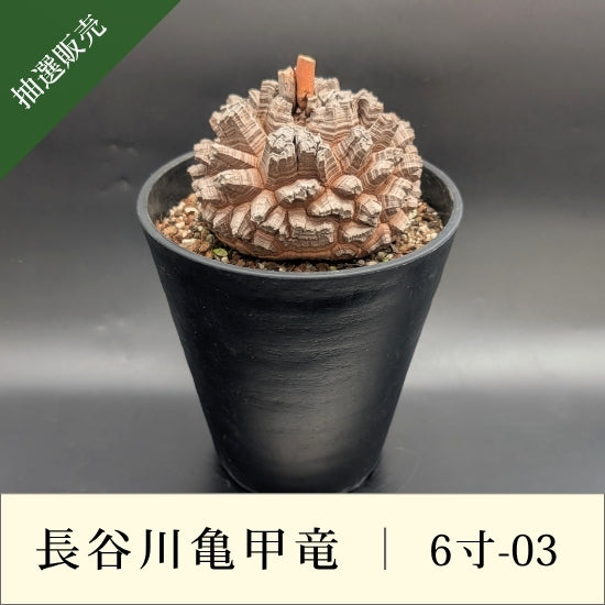 亀甲竜 6寸 品番：6寸-03