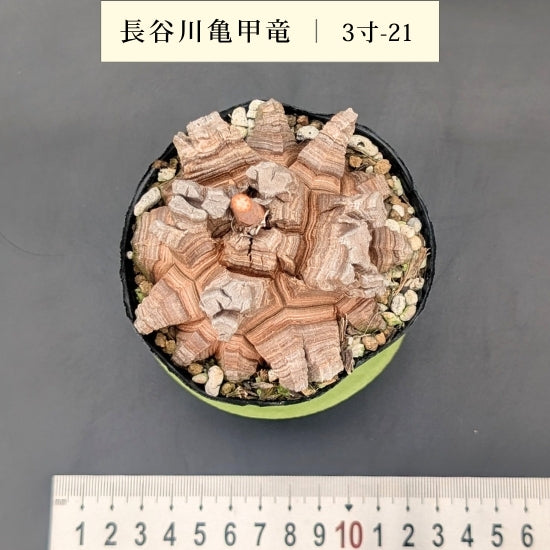 亀甲竜 3寸 品番：3寸-21 – はせがわナーセリー