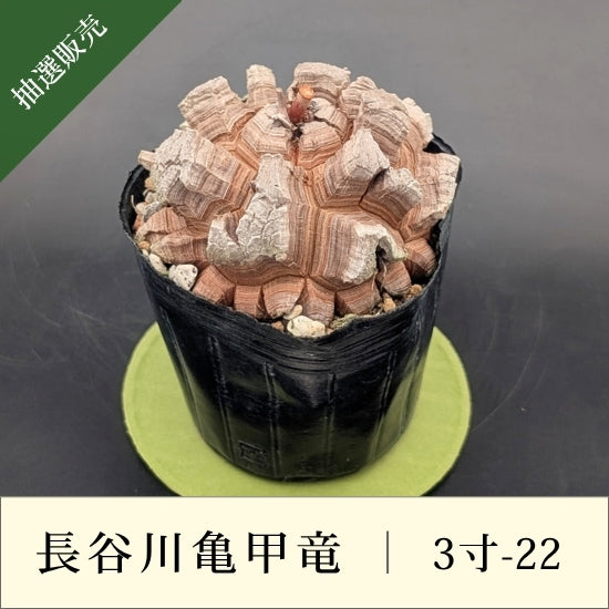 亀甲竜 3寸 品番：3寸-22