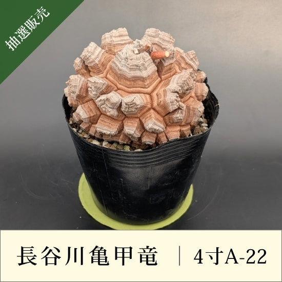 亀甲竜 4寸 品番：4寸A-22