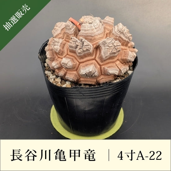 亀甲竜 4寸 品番：4寸A-22