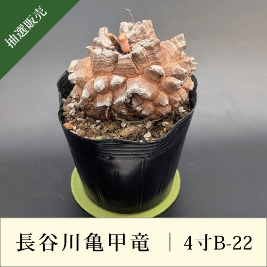 亀甲竜 4寸 品番：4寸B-22