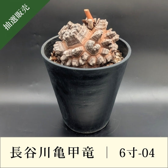 亀甲竜 6寸 品番：6寸-04