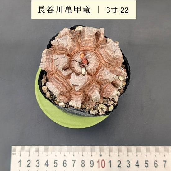 亀甲竜 3寸 品番：3寸-22