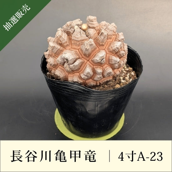 亀甲竜 4寸 品番：4寸A-23