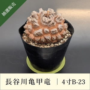 発根済　長谷川亀甲竜　４寸　特A キーホルダー付き 亀甲竜 4寸 品番：4寸B-23 – はせがわナーセリー