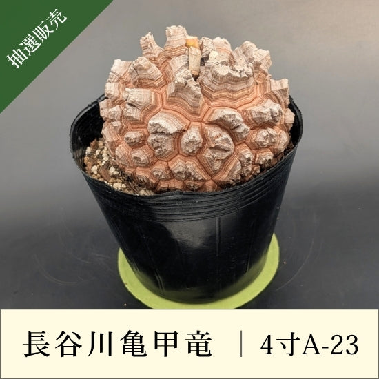 亀甲竜 4寸 品番：4寸A-23