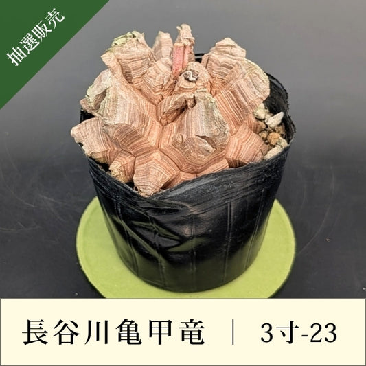 亀甲竜 3寸 品番：3寸-23