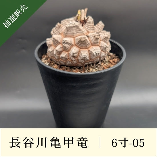 長谷川亀甲竜　6寸鉢 亀甲竜 6寸 品番：6寸-05 – はせがわナーセリー