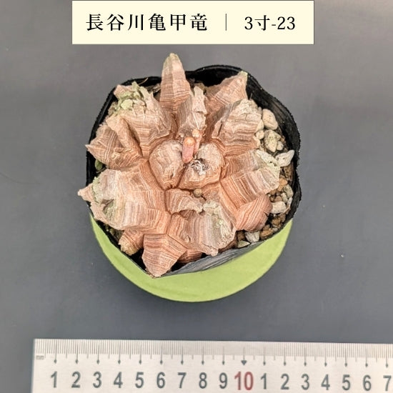 亀甲竜 3寸 品番：3寸-23