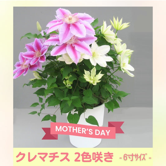 クレマチス ６寸２色咲き〔北浜×ドクターラッペル〕１鉢