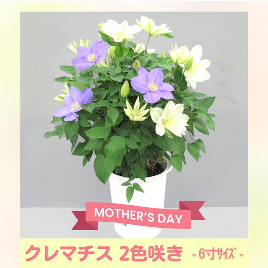 クレマチス ６寸２色咲き〔北浜×パストラーレ〕１鉢