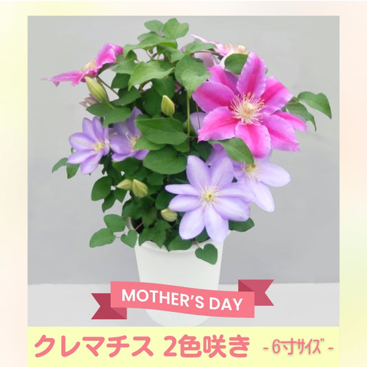 クレマチス ６寸２色咲き〔パストラーレ×ドクターラッペル〕１鉢
