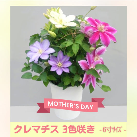 クレマチス ６寸３色咲き〔北浜×ﾊﾟｽﾄﾗｰﾚ×ﾄﾞｸﾀｰﾗｯﾍﾟﾙ〕１鉢
