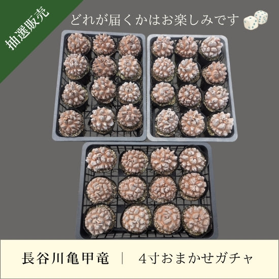 長谷川ナーセリー ☆OZWRT☆亀甲竜☆オズワート☆長谷川亀甲竜