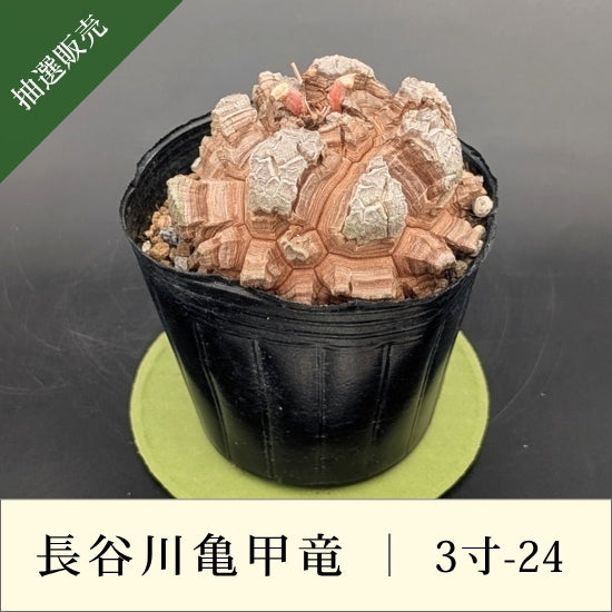 亀甲竜 3寸 品番：3寸-24 – はせがわナーセリー