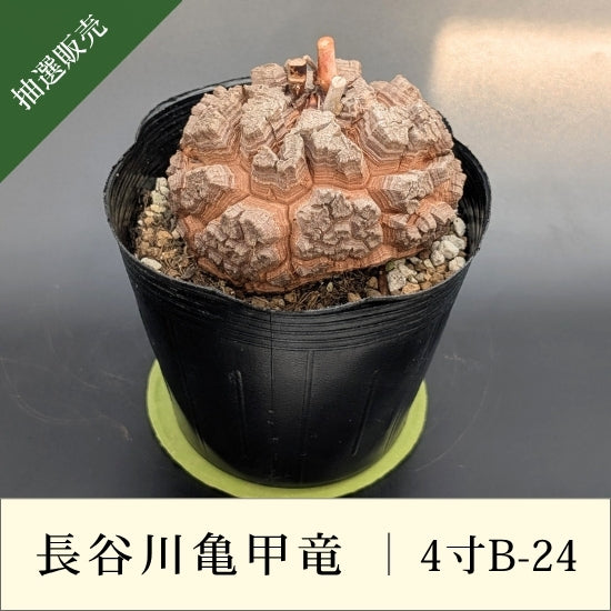 亀甲竜 4寸 品番：4寸B-24