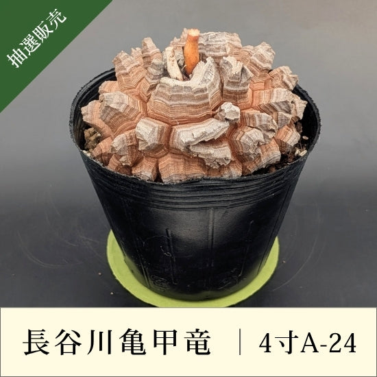亀甲竜 4寸 品番：4寸A-24