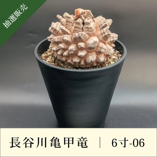 亀甲竜 6寸 品番：6寸-06