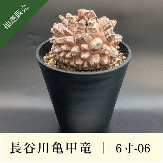 亀甲竜 6寸 品番：6寸-06