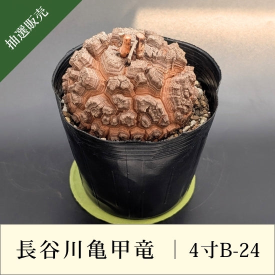 亀甲竜 4寸 品番：4寸B-24