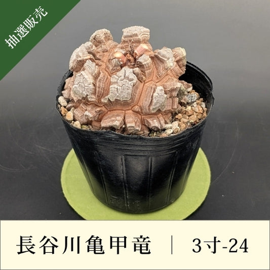 亀甲竜 3寸 品番：3寸-24