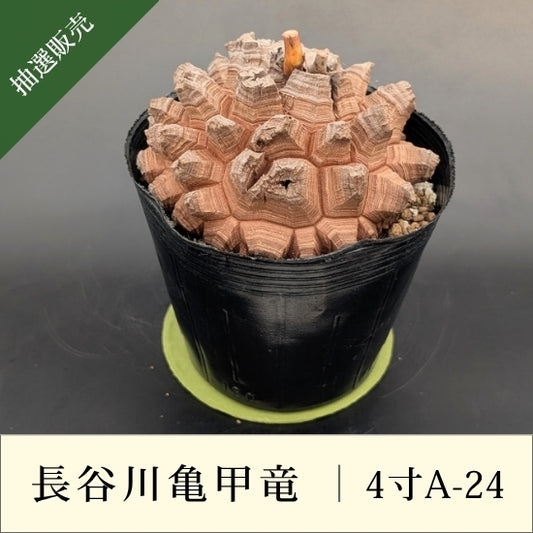 亀甲竜 4寸 品番：4寸A-24