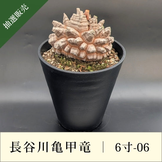 亀甲竜 6寸 品番：6寸-06
