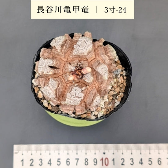 亀甲竜 3寸 品番：3寸-24